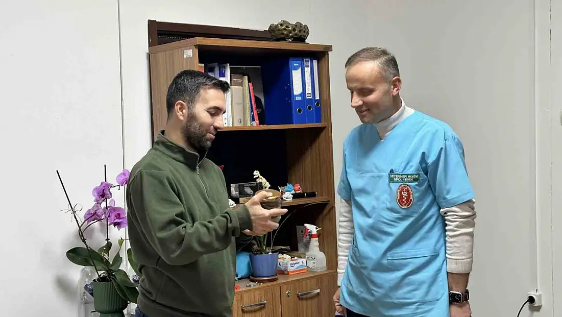 Ölmek üzere olan ineğin boğazından çıkartılan armut, üniversite öğrencilerine anlatılacak