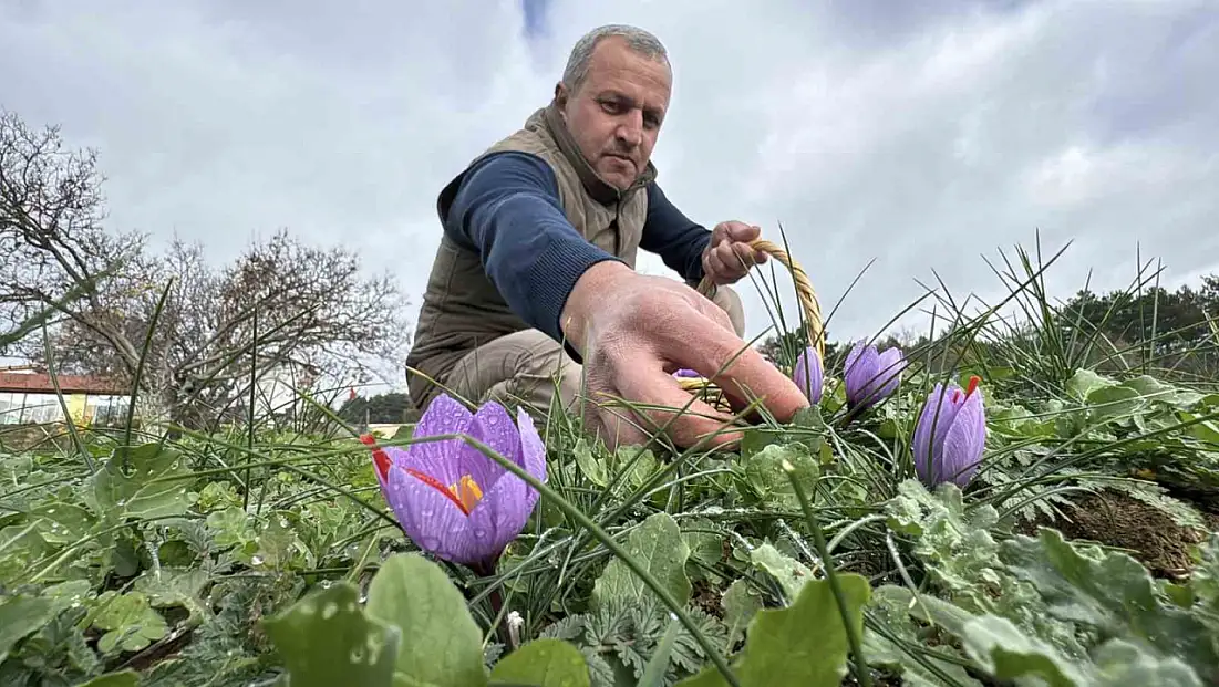 Soğuk ve yağışlı hava ‘dünyanın en pahalı baharatı’nda hasat süresini uzattı