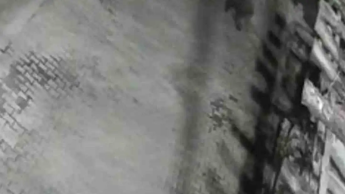 Yerleşim alanına inen ayılar köy sakininden korkup kaçtı