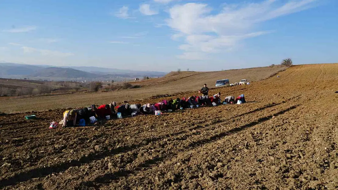 'Beyaz altın' Taşköprü sarımsağı toprakla buluşuyor