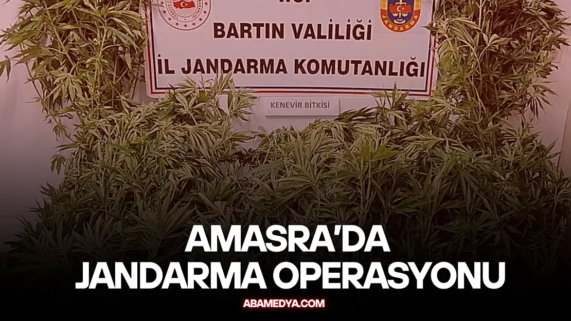 156 kök kenevir ele geçirildi