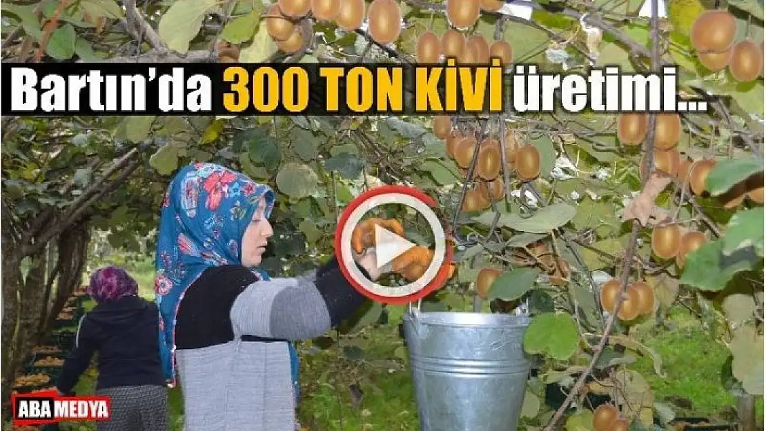 BİR YILDA 300 TON KİVİ ÜRETİMİ - BARTIN