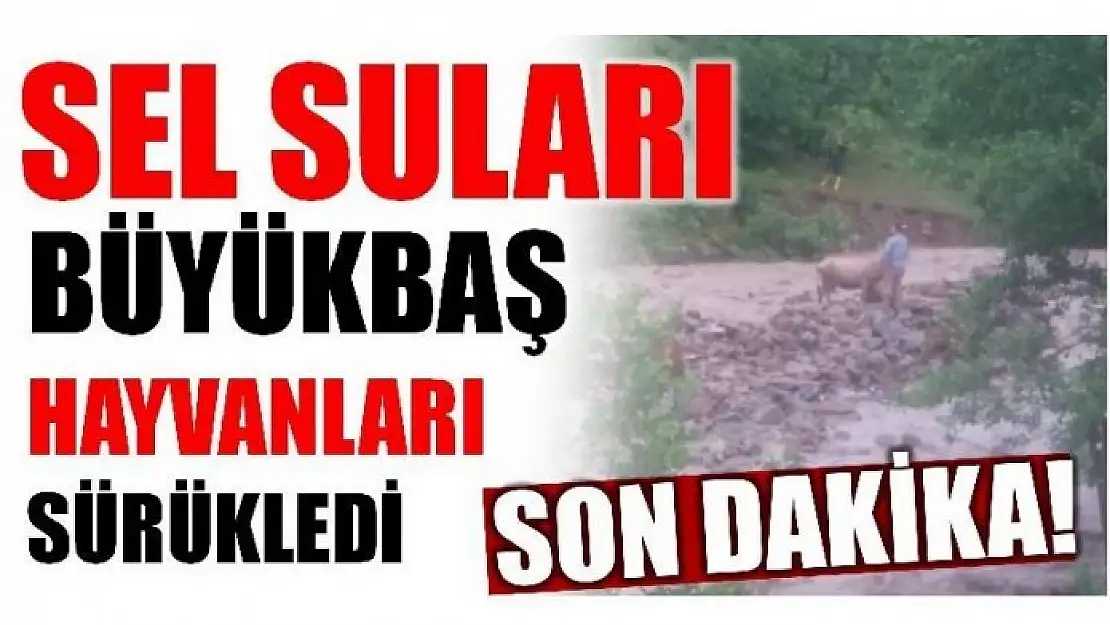 5 BÜYÜKBAŞ HAYVAN SEL SULARINA KAPILDI