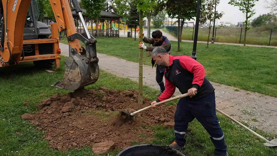 5 yılda 7 bin 140 ağaç toprakla buluştu