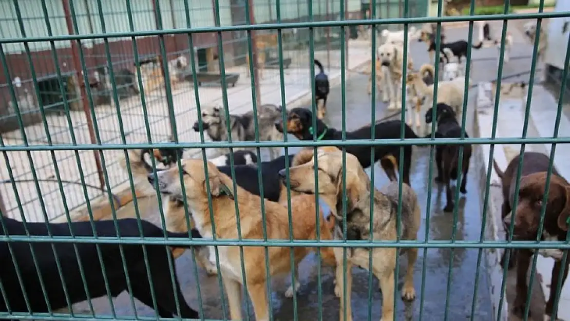 656 köpeğin bakım ve tedavisi yapıldı