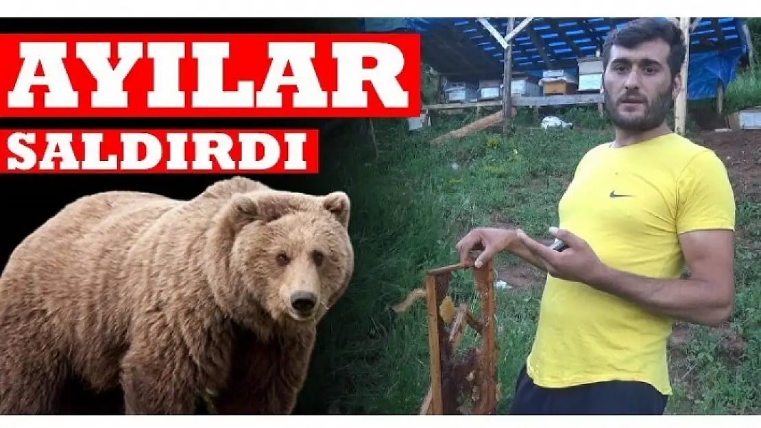 AÇ AYI BAL KOVANLARINI PARÇALADI