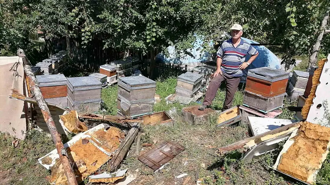 Aç kalan ayı köye indi: Kovanlardaki arıları telef etti