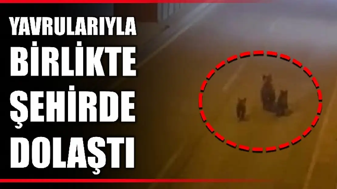 Anne ayı yavrularıyla şehir turu attı