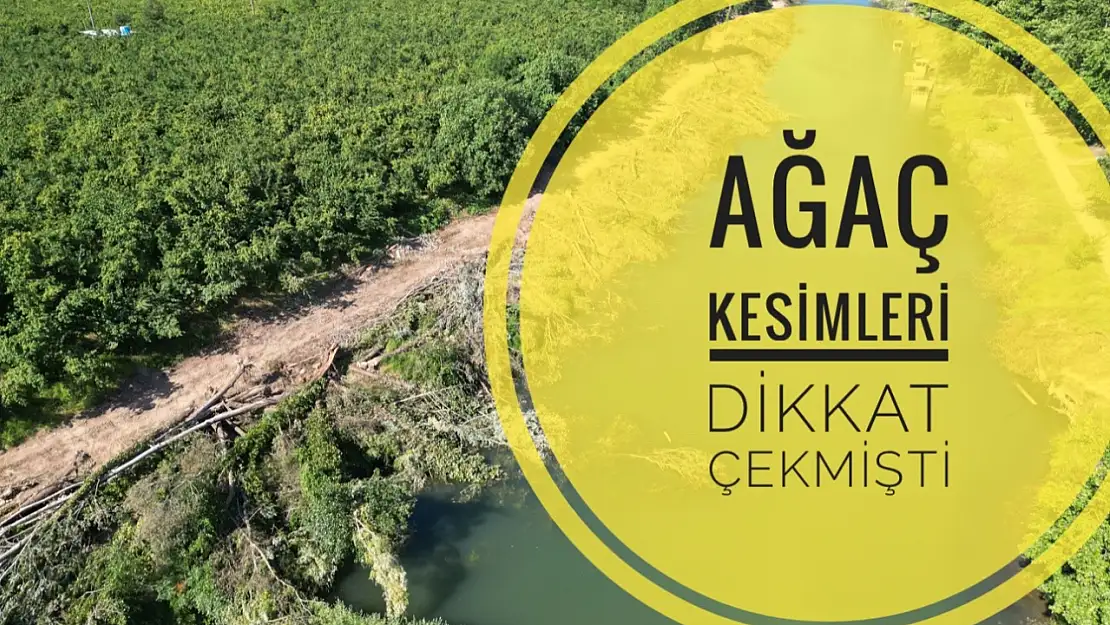 Ağaç kesiminin nedeni belli oldu