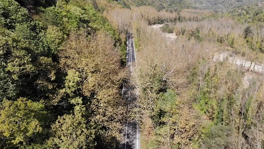 Ağaç tünelli yollarda sonbahar cümbüşü