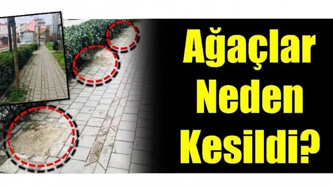 AĞAÇLAR NEDEN KESİLDİ?