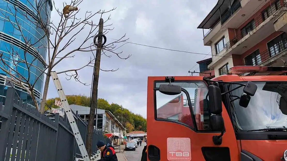 Ağaçta mahsur kalan kediyi ekipler kurtardı