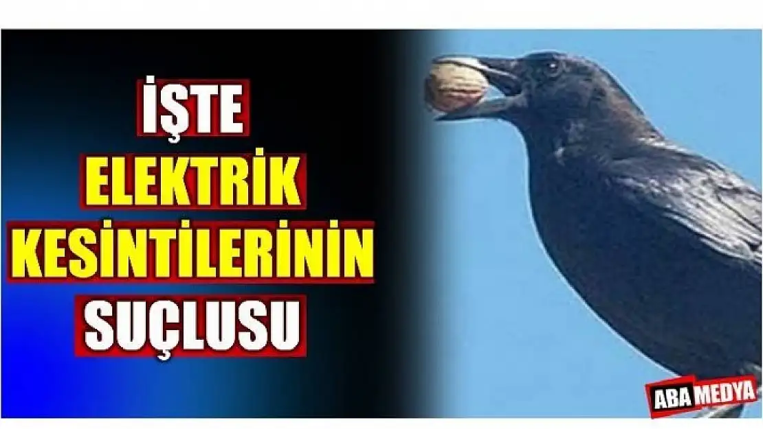 AKILLI KARGALAR BAKIN NE YAPTILAR! BARTIN