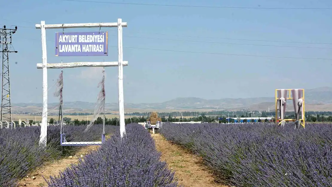 Akyurt'ta lavanta bahçesi açıldı