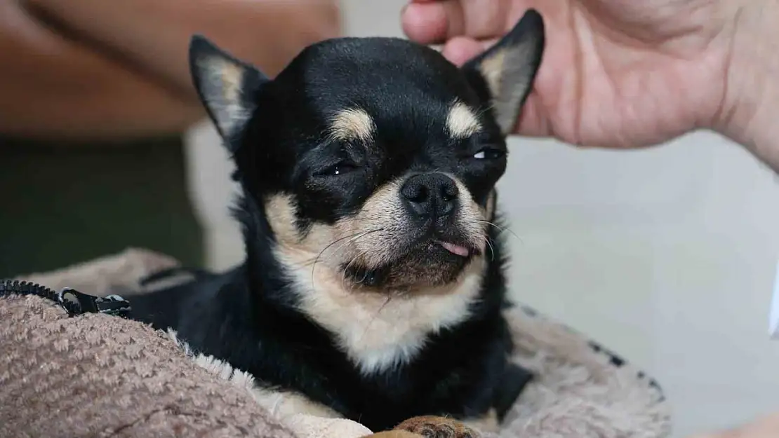 Almanya'da tedavi edilemeyen 'Rocky' isimli köpek şifayı Diyarbakır'da buldu