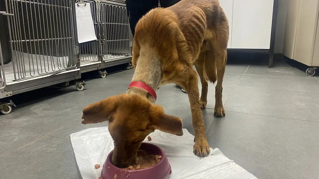 Alt çenesi alınan köpek ameliyatla hayata tutundu