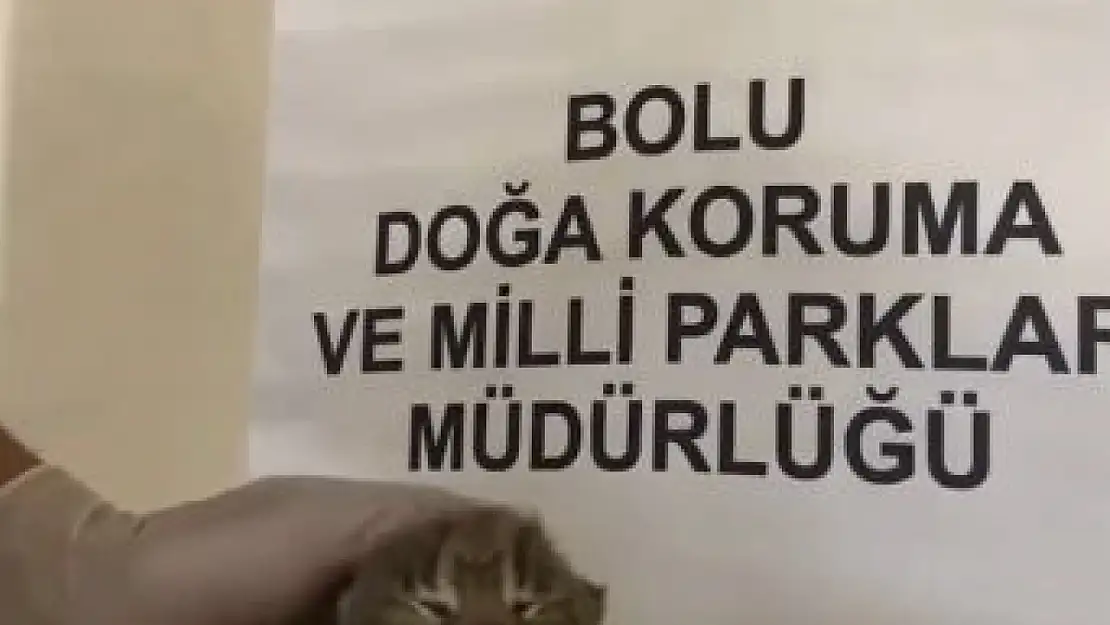 Annesini kaybeden yavru vaşak, korumaya alındı
