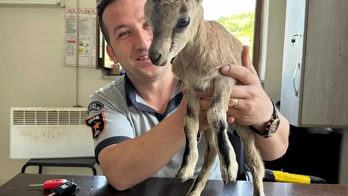 Annesini kaybeden yavru yaban keçisi güvenlik kulübesine sığındı