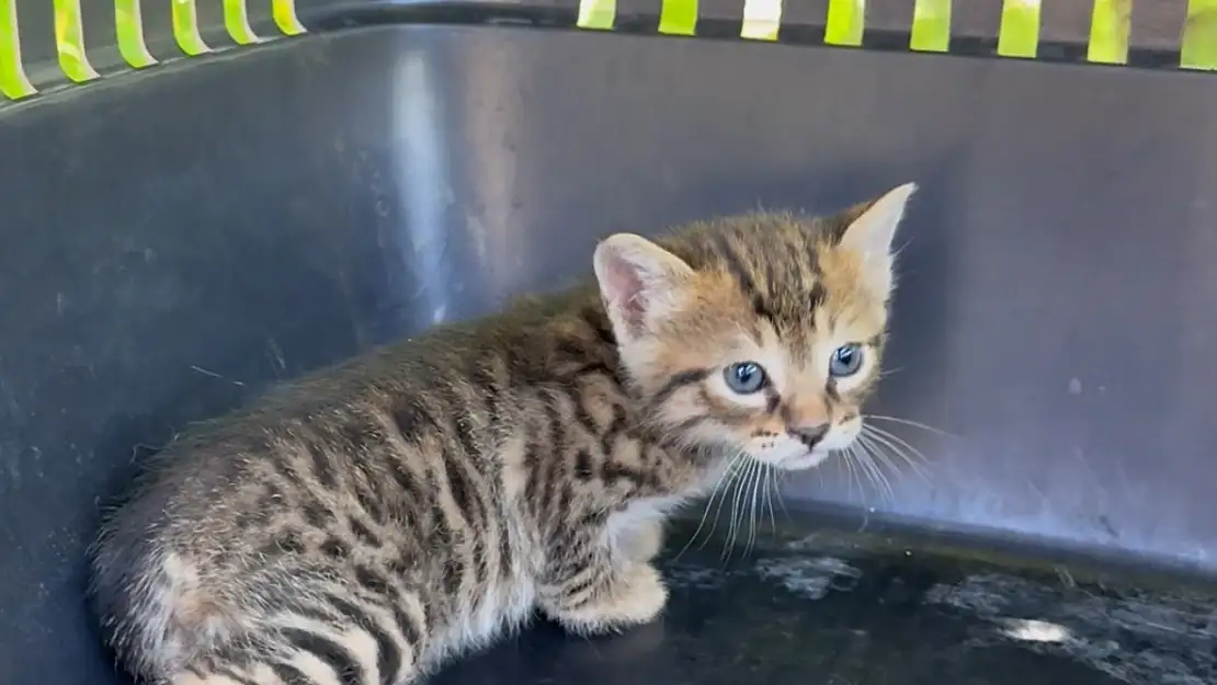 Aracın kaputunun altına giren 2 yavru kedi itfaiye ekiplerince kurtarıldı