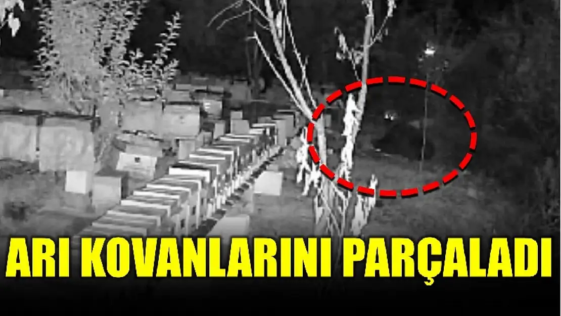 Aç ayı kovanları parçaladı