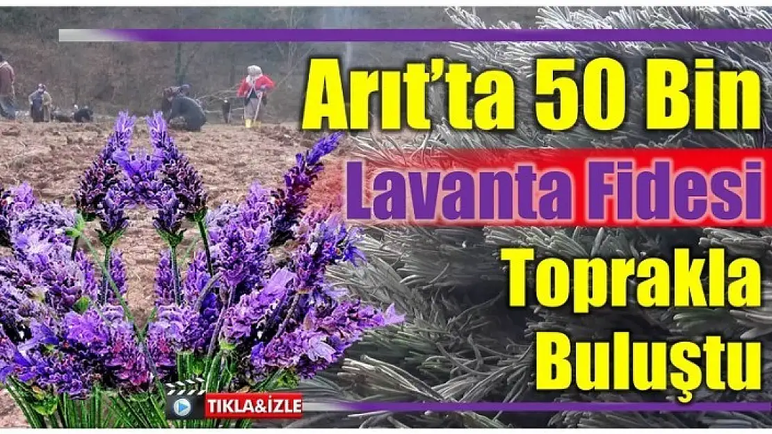 ARIT'TA LAVANTA YETİŞTİRİCİLİĞİ BAŞLADI