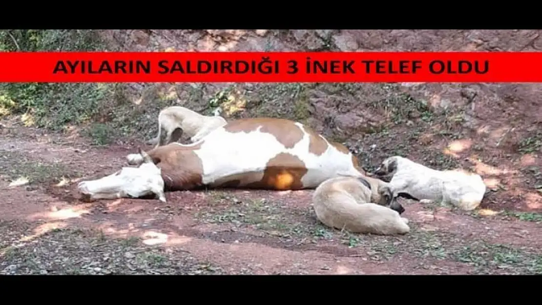 AYILAR İNEKLERE SALDIRDI