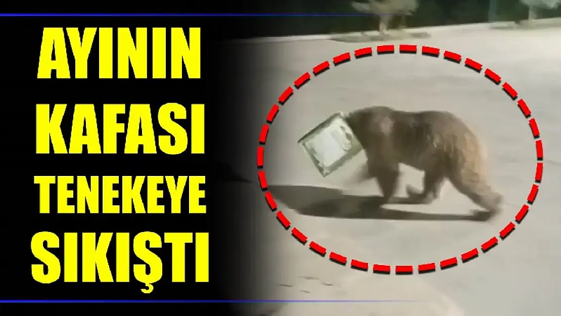 Ayının kafası tenekeye sıkıştı