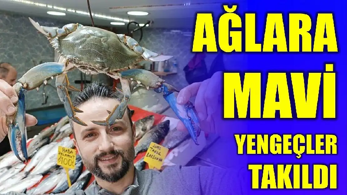 Balıkçı ağlarına takılıyorlar