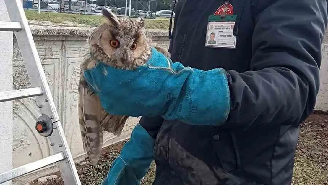 Balkonda mahsur kalan baykuş kurtarıldı