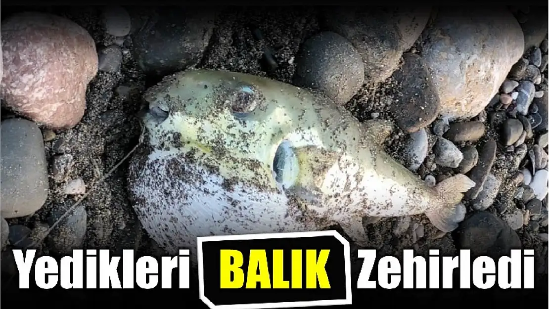 Balon balığı yediler zehirlendiler