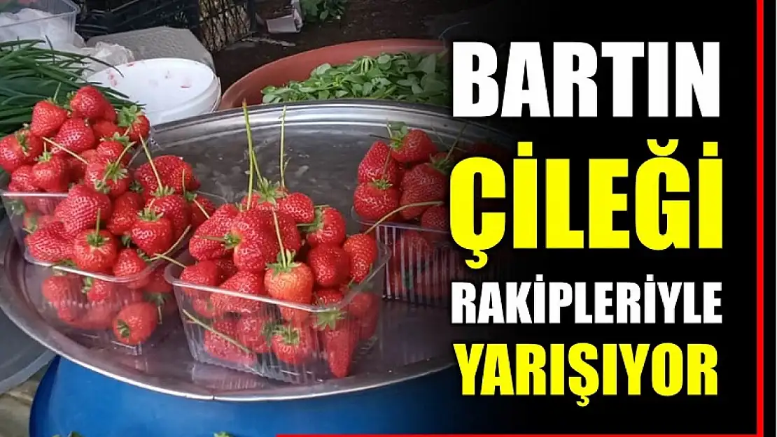 Bartın çileği rakipleriyle yarışıyor