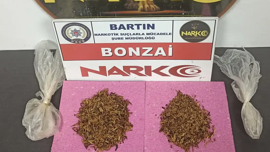 Bartın'da bonzai ele geçirildi