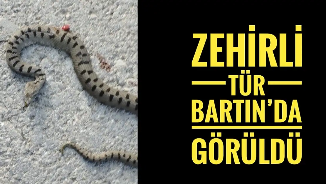 Bartın'da görüldü