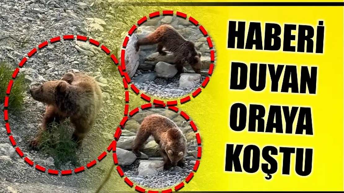 Bartın'da ilginç anlar