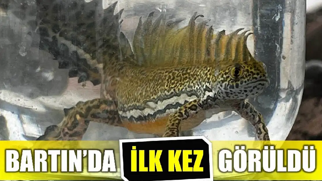 Bartın'da ilk kez görüldü