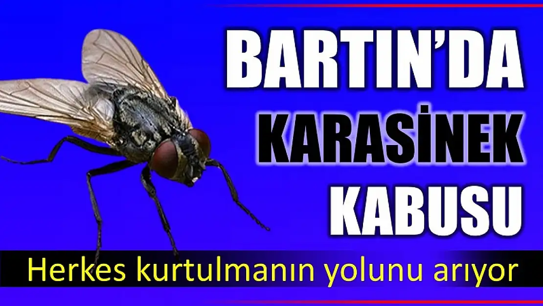 Bartın'da karasinek kabusu