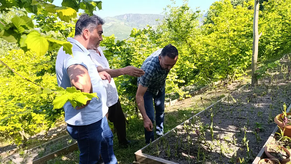 Bartın'da salep üretimine sıkı denetim