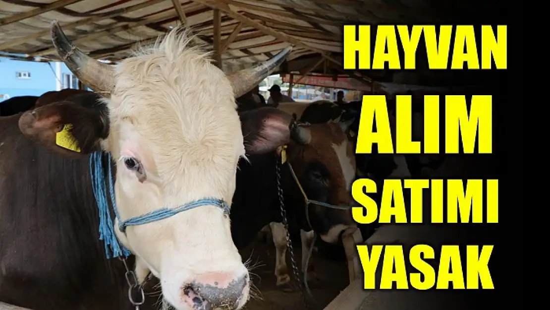 Bartın'da şap alarmı