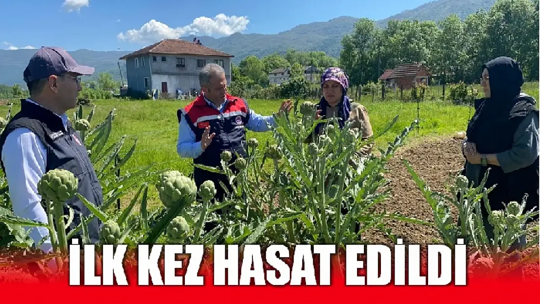 Bartın'da kuşkonmazla enginar esintisi