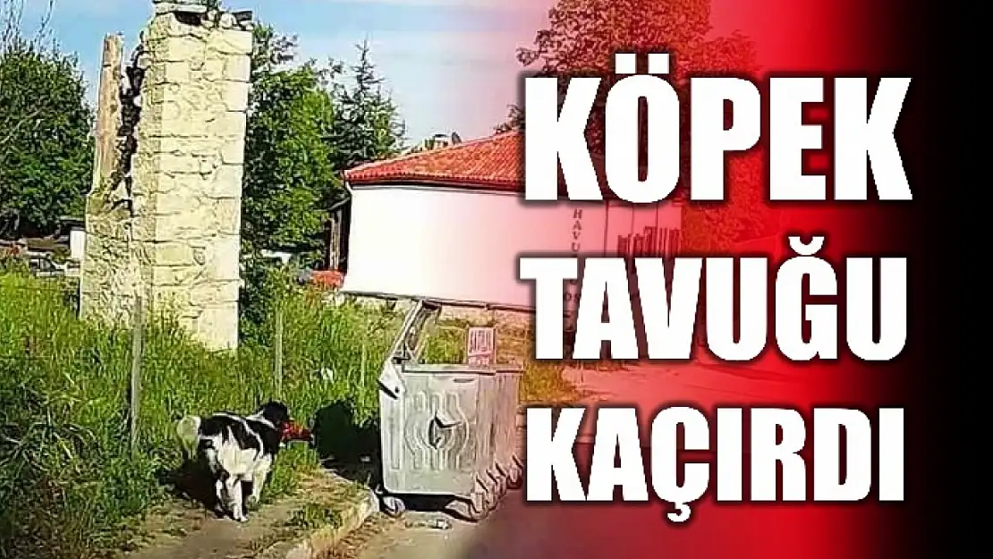 Başıboş köpek tavuğu alıp hızla uzaklaştı
