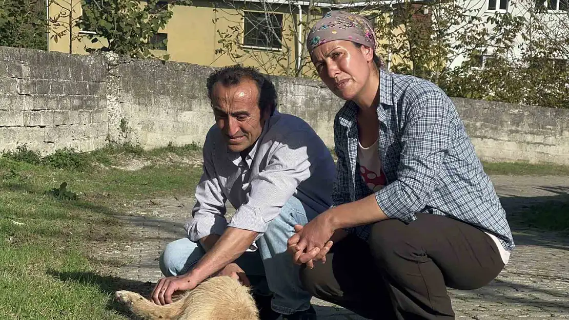 Köpeği darp ederek öldürmüşler