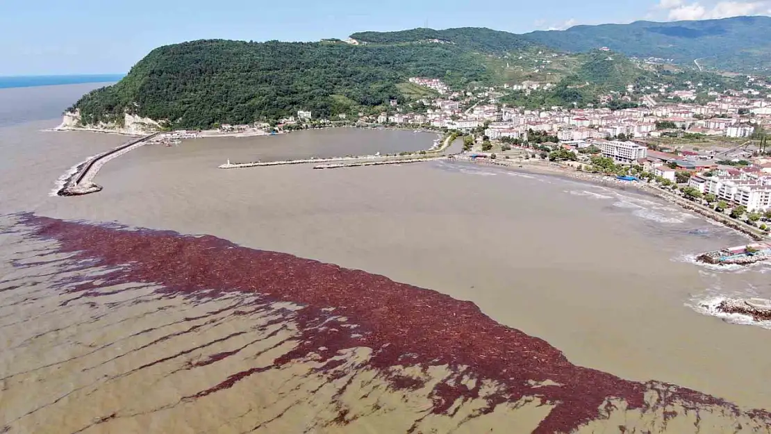 Karadeniz sahili çamurla kaplandı