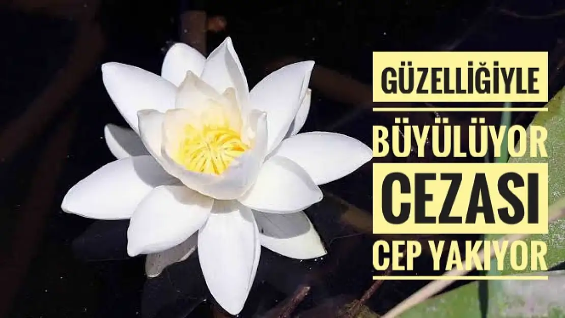 Bir çiçek yarım milyon lira