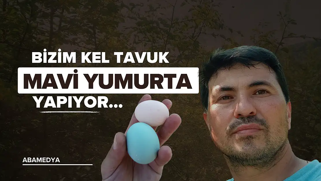 Bizim Kel Tavuk Mavi Yumurta Yapıyor!