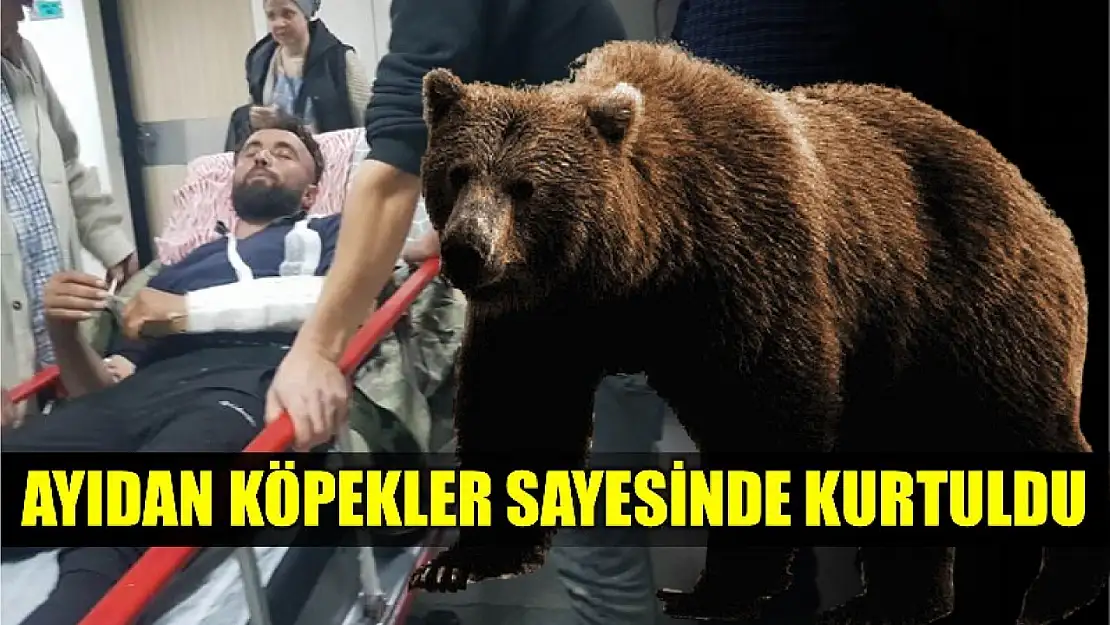 Boğuştuk, köpekler sayesinde kurtulduk