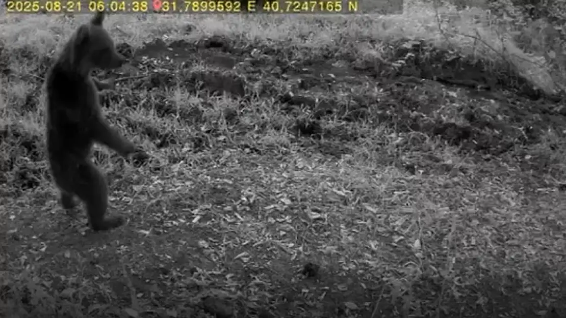 Bolu'da anne ayı ve 3 yavrusu görüntülendi