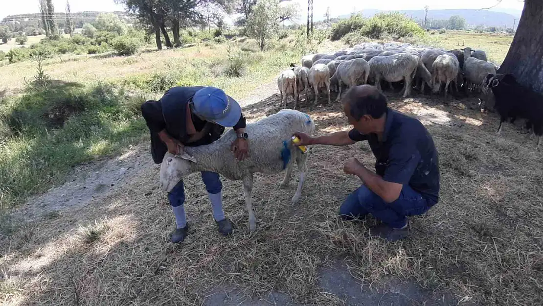 Bolu'da başıboş köpekler sürüye saldırdı: