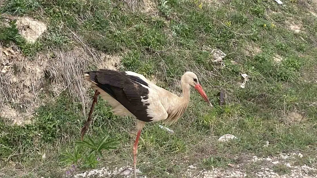 Bolu'da yaralı leylek tedavi altına alındı