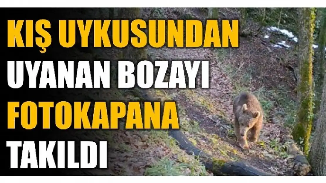 Bozayı fotokapanla görüntülendi