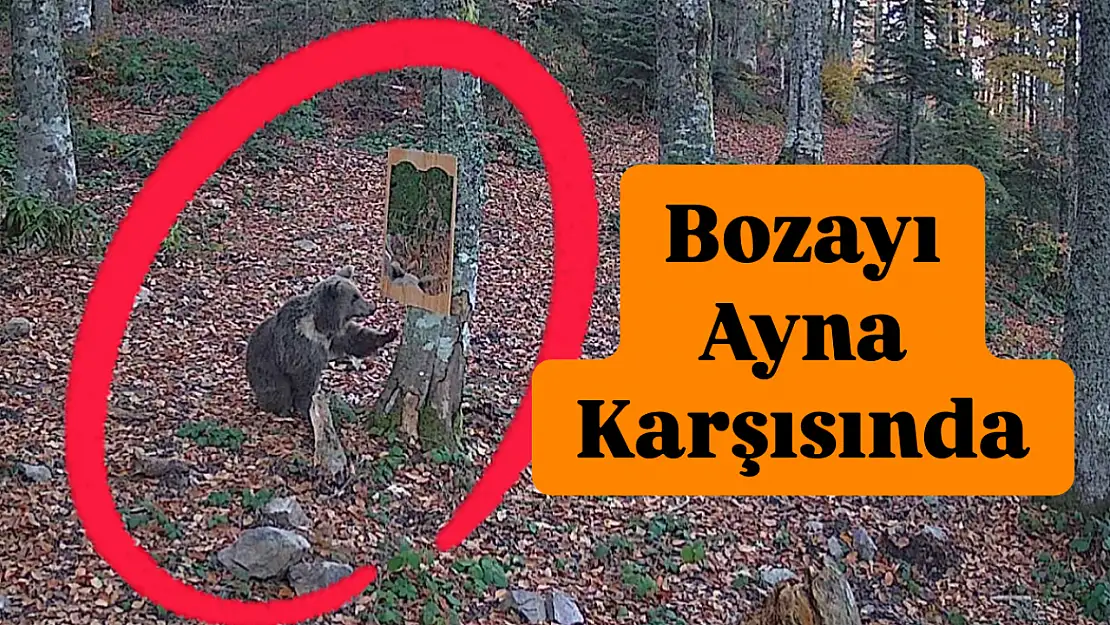 Bozayının güldüren anları